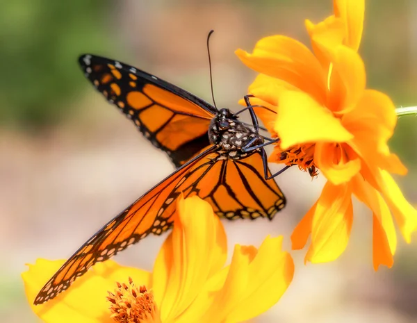 Papillons monarques migrateurs à l'automne — Photo
