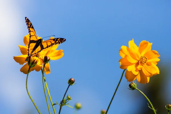 Papillons monarques migrateurs à l'automne — Photo
