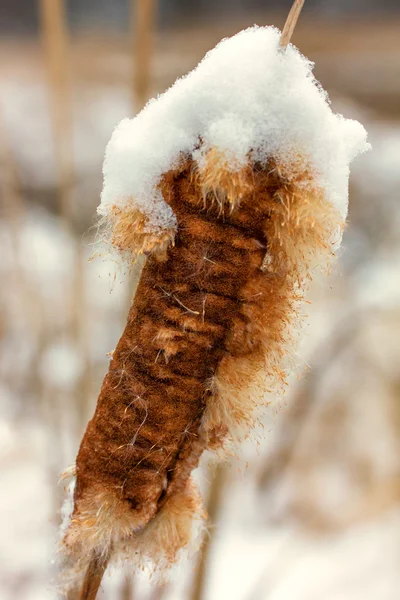 Cattail cubierto de nieve — Foto de Stock