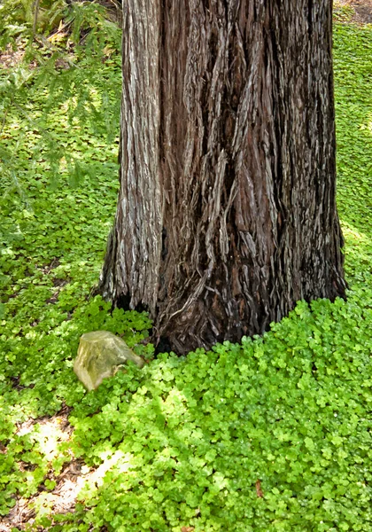 Redwood Tree no chão da floresta — Fotografia de Stock