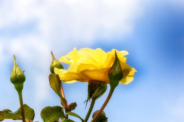 Žlutá růže s modrou oblohou — Stock fotografie