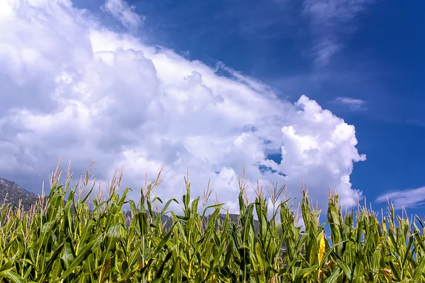 Készen áll a betakarítás kukorica — Stock Fotó
