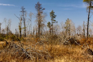 St. croix state park Rüzgar hasar
