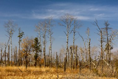 St. croix state park Rüzgar hasar