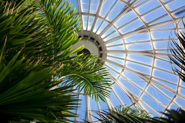 Marjorie McNeely Conservatório Palm Dome — Fotografia de Stock