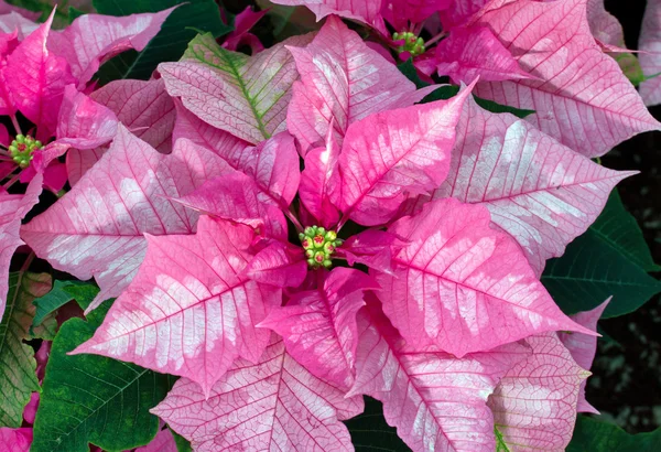 Roze poinsettia — Stockfoto