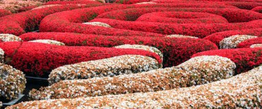 Getty Images getty Merkezi'nde Bahçe Merkezi