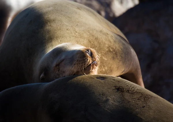 Lions de mer au repos — Photo