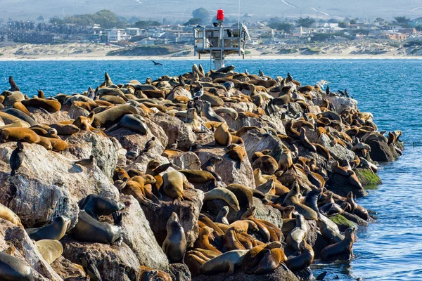 Lions de mer au repos — Photo