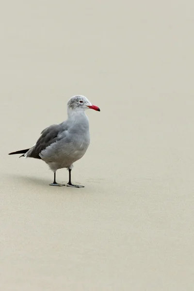 Gaivota de Heermann — Fotografia de Stock