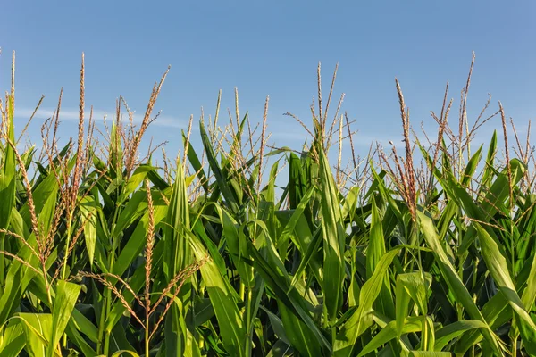Linha alta de milho de campo — Fotografia de Stock