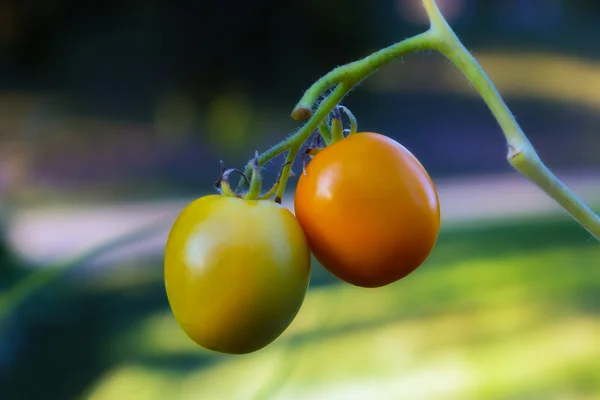 Tomates desmenuzados listos para la cosecha — Foto de Stock