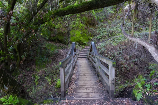 Bridge on Waterfall Trail at Garland Ranch Regional Park — Stock Photo, Image
