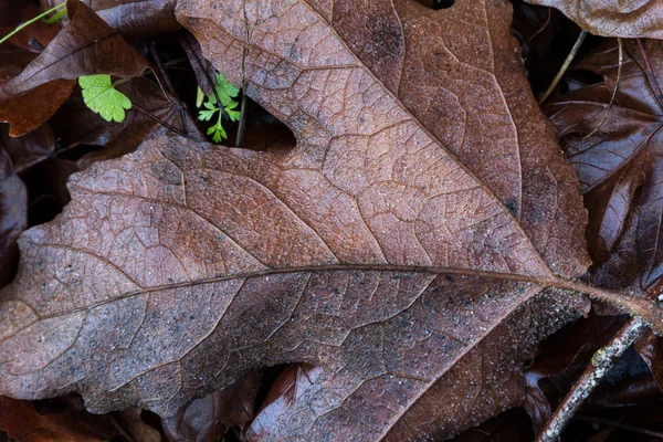 Hoja caída después de la lluvia — Foto de Stock