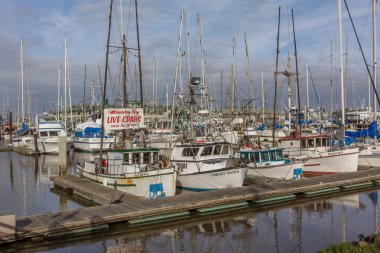 Moss açılış liman