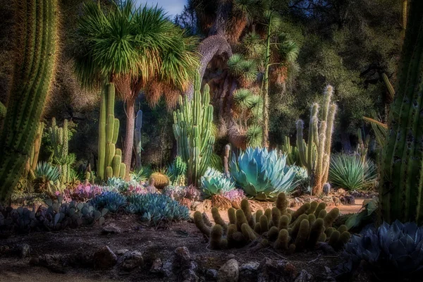 Arizona Cactus Garden on the grounds of Standford University — Stock Photo, Image