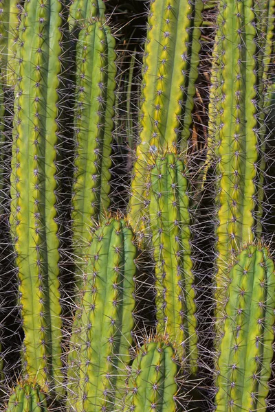 Hohe senkrechte Kakteen aus dem arizona Kakteengarten — Stockfoto