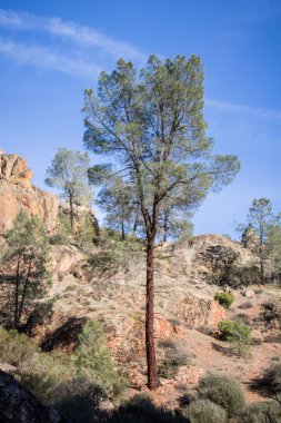 Pinnacles Ulusal Anıt Kaliforniya, ABD