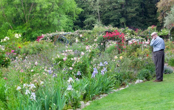 Jardin anglais après la pluie — Photo