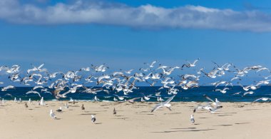 monterey Körfezi, uçan martı