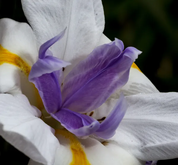 Mor, sarı ve beyaz daylily — Stok fotoğraf