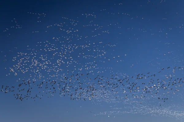 Migrating Snow Geese — Stock Photo, Image