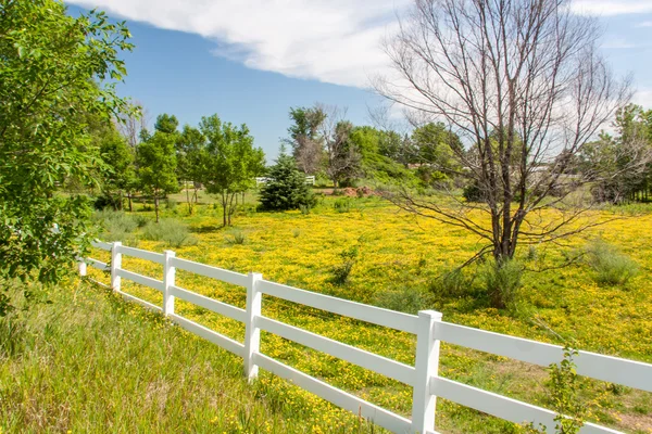 Flores de primavera en Valla Pasto forrado en Midwest Prairie —  Fotos de Stock