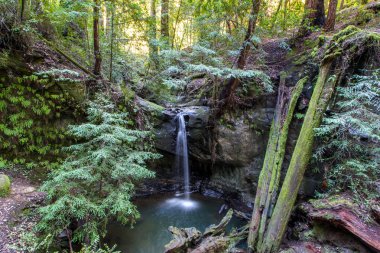 Sempervirens Falls in Big Basin Redwoods State Park, California clipart