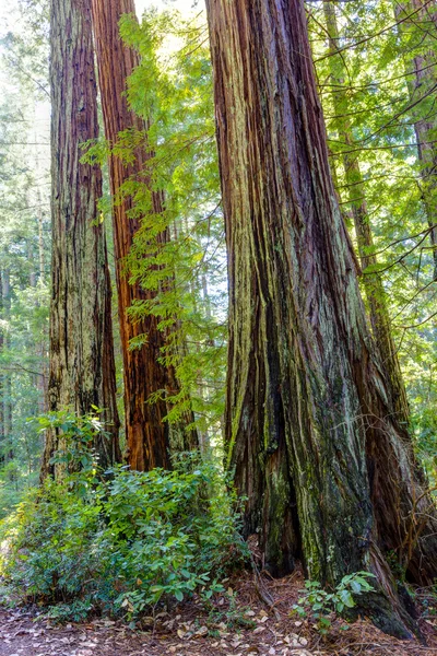 Un stand de árboles de secuoya de secuoya a la luz del sol . — Foto de Stock