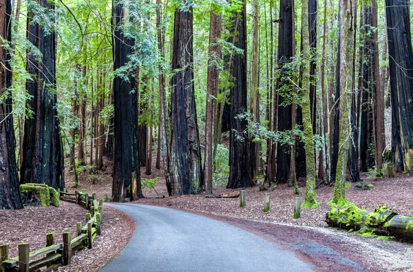 Road Through the Redwood Forest — Stock Photo, Image