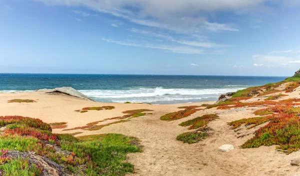 Lente strand gebladerte in monterey bay, Californië — Stockfoto