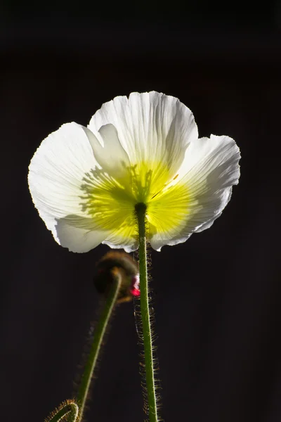 Frühling Mohn weiß und gelb Farben vertikal — Stockfoto