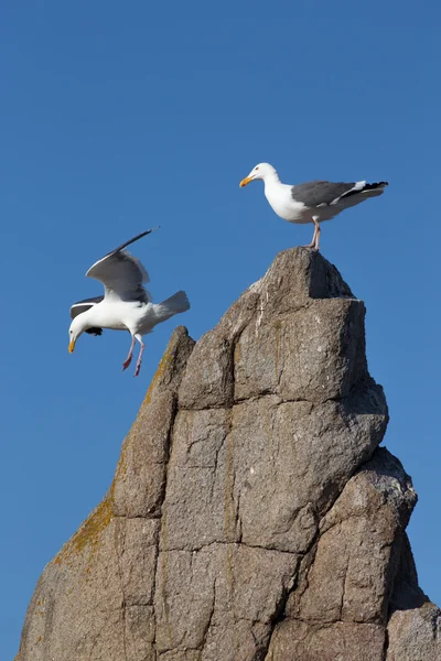 Zwei Möwen, eine im Flug — Stockfoto