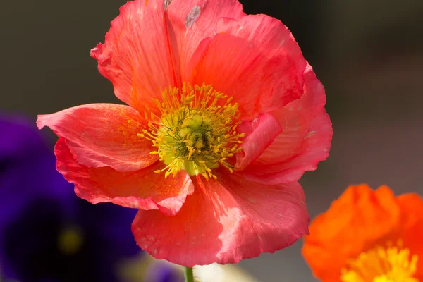 Amapola naranja brillante —  Fotos de Stock