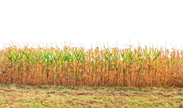 Gotowe do zbioru kukurydzy — Zdjęcie stockowe