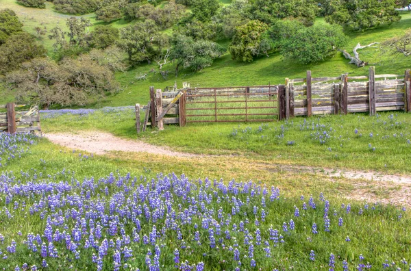 Silver Lupine Growing Wild in Meadow — Stock Photo, Image