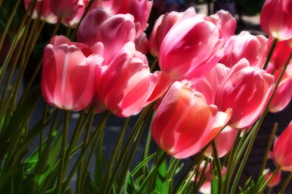 Tulipanes pasteles en primavera —  Fotos de Stock