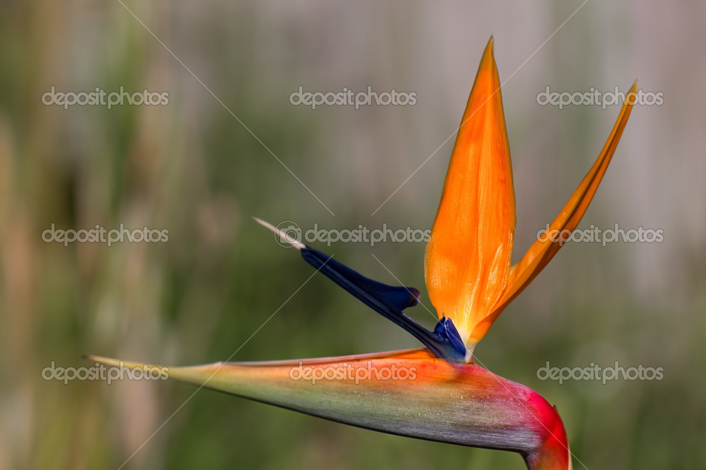Oiseau De Paradis Plante En Pleine Floraison Photographie