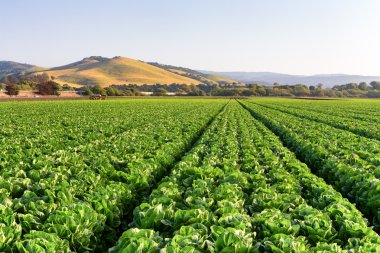Lettuce Field in Salinas Valley clipart
