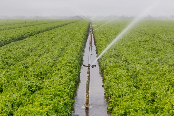 Irrigação do campo de alface — Fotografia de Stock