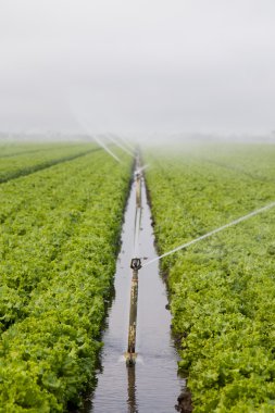 Lettuce Field Irrigation clipart