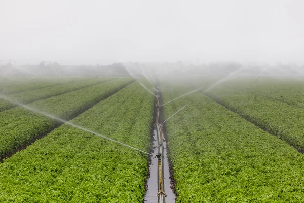 Irrigação do campo de alface — Fotografia de Stock