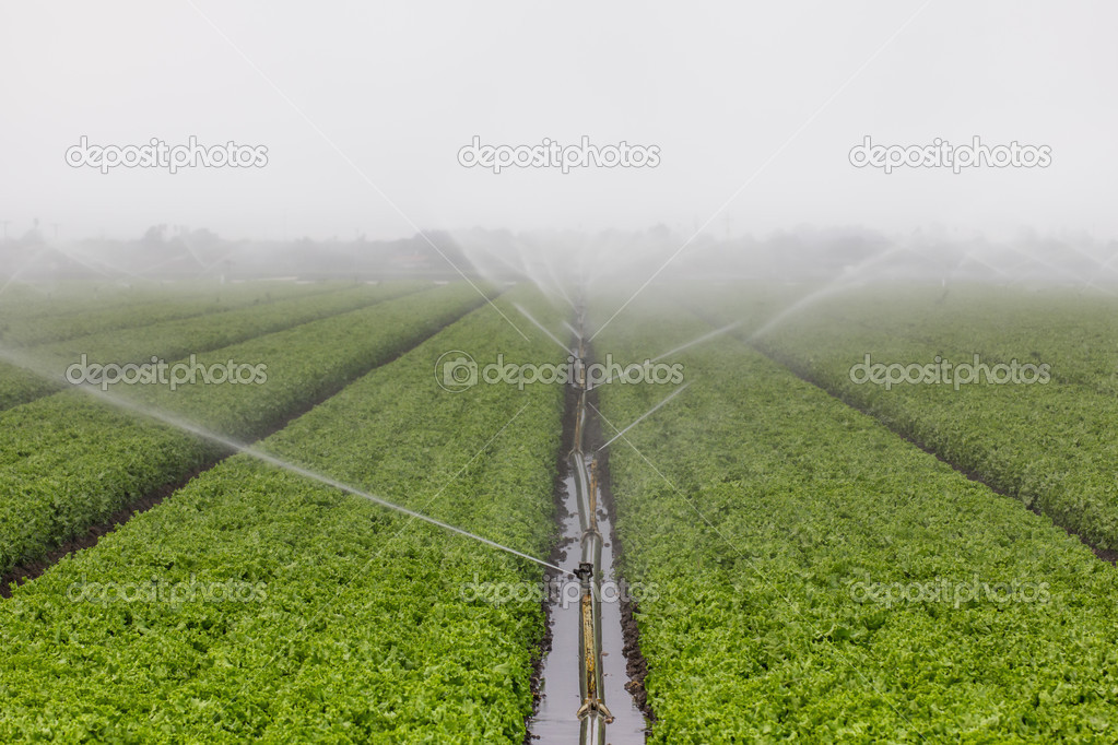 Lettuce Field Irrigation
