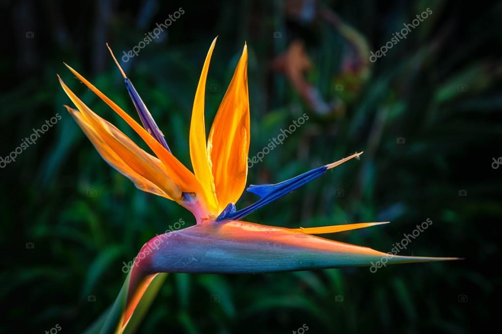 Oiseau De Paradis Plante En Pleine Floraison Photographie