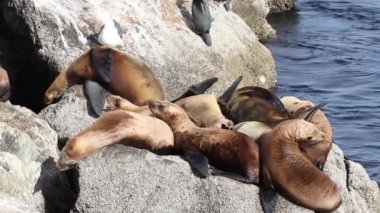 vahşi deniz lions diğerleri gibi uyku iddia