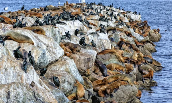 Seelöwen und brütende Kormorane teilen sich Platz in der Bucht von Montererey — Stockfoto