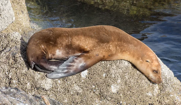 León marino de Monterey Bay — Foto de Stock