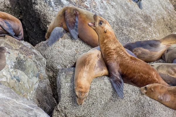 Monterey Bayn merileijonat — kuvapankkivalokuva