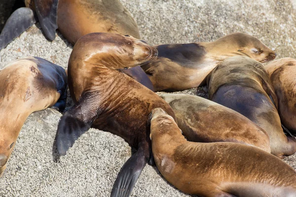 モントレー湾の海のライオンズ — ストック写真