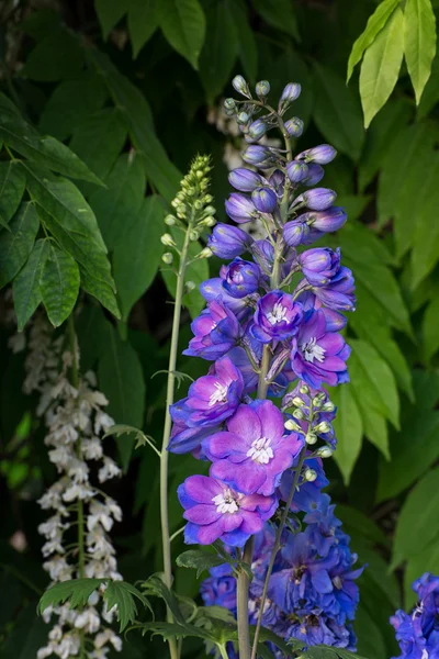 Blauer Delphiniam — Stockfoto